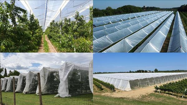 Frutticoltura protetta: convegno e area dinamica a Macfrut 2021